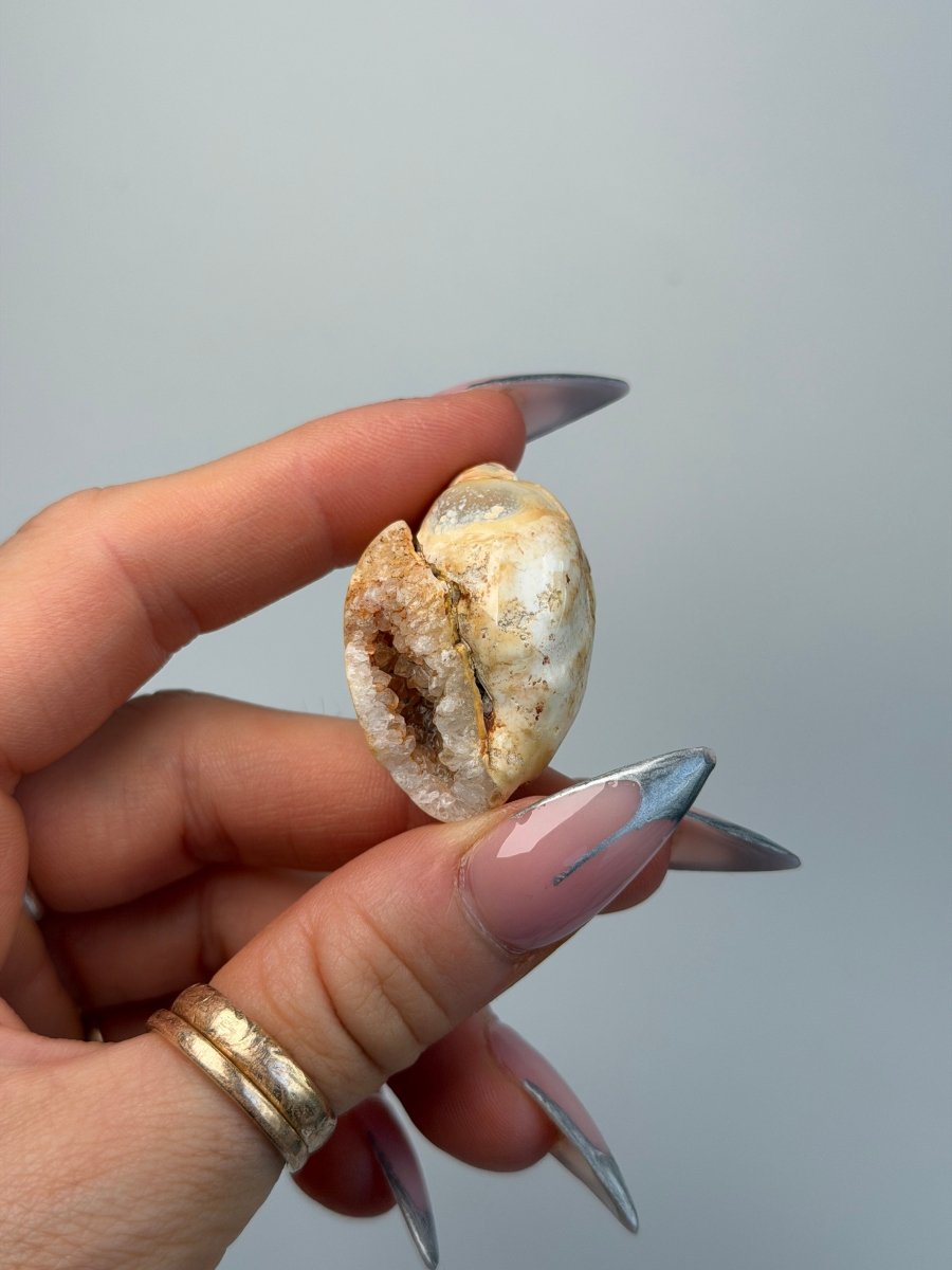 Fossilised Druzy Gastropod Shell, India, G FossilsIndia - Haus of Moss + Moon