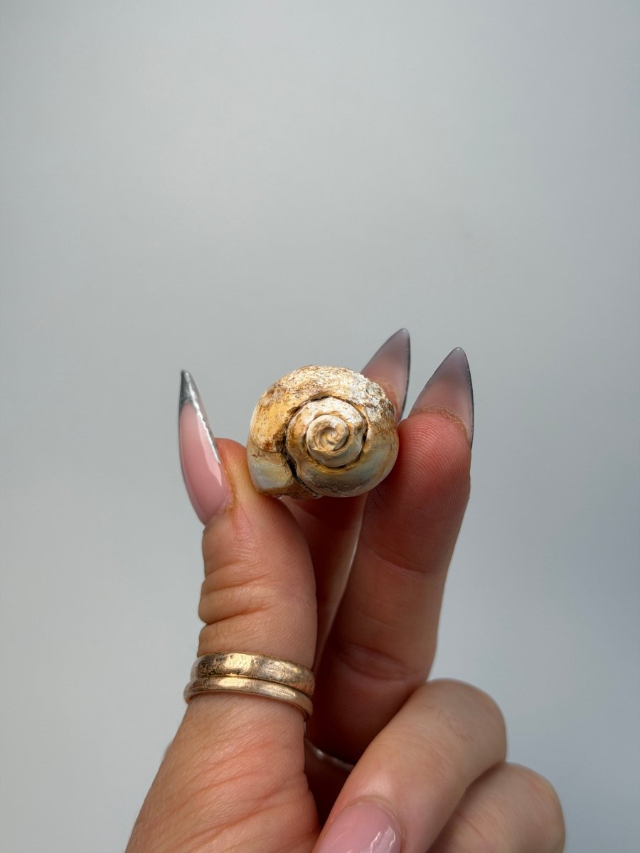 Fossilised Druzy Gastropod Shell, India, G FossilsIndia - Haus of Moss + Moon