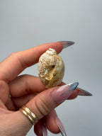 Fossilised Druzy Gastropod Shell, India, G FossilsIndia - Haus of Moss + Moon