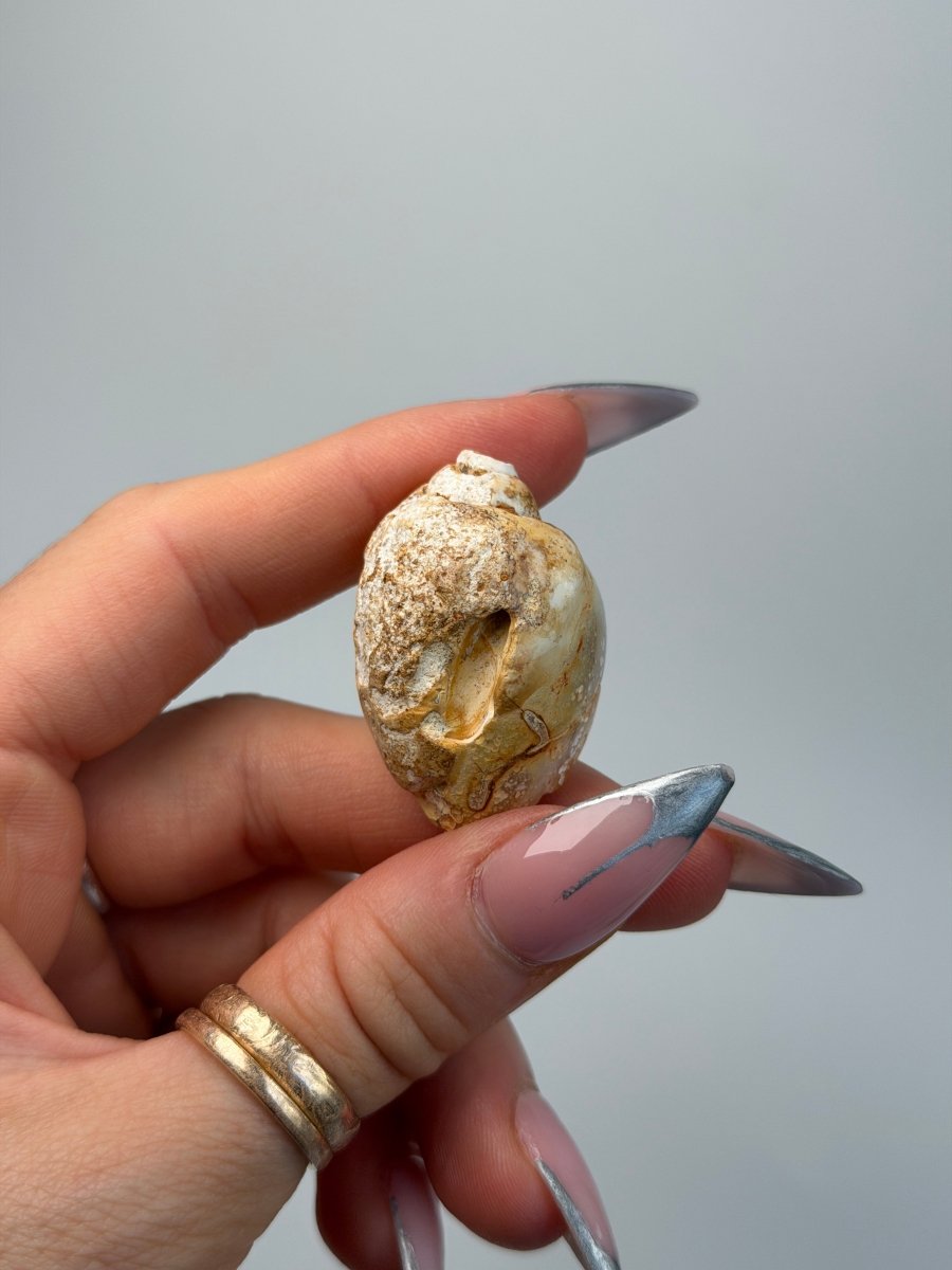 Fossilised Druzy Gastropod Shell, India, G FossilsIndia - Haus of Moss + Moon
