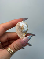 Fossilised Druzy Gastropod Shell, India, H FossilsIndia - Haus of Moss + Moon