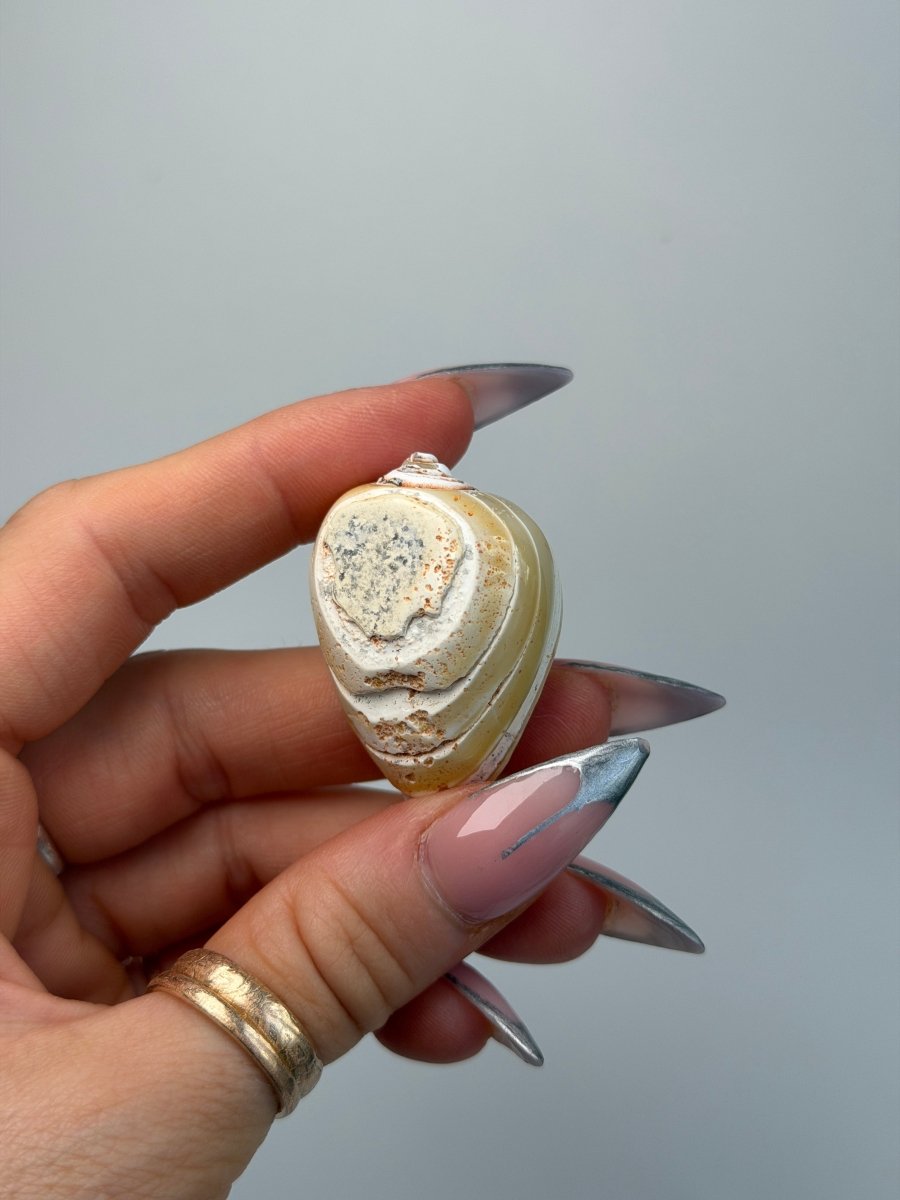 Fossilised Druzy Gastropod Shell, India, H FossilsIndia - Haus of Moss + Moon