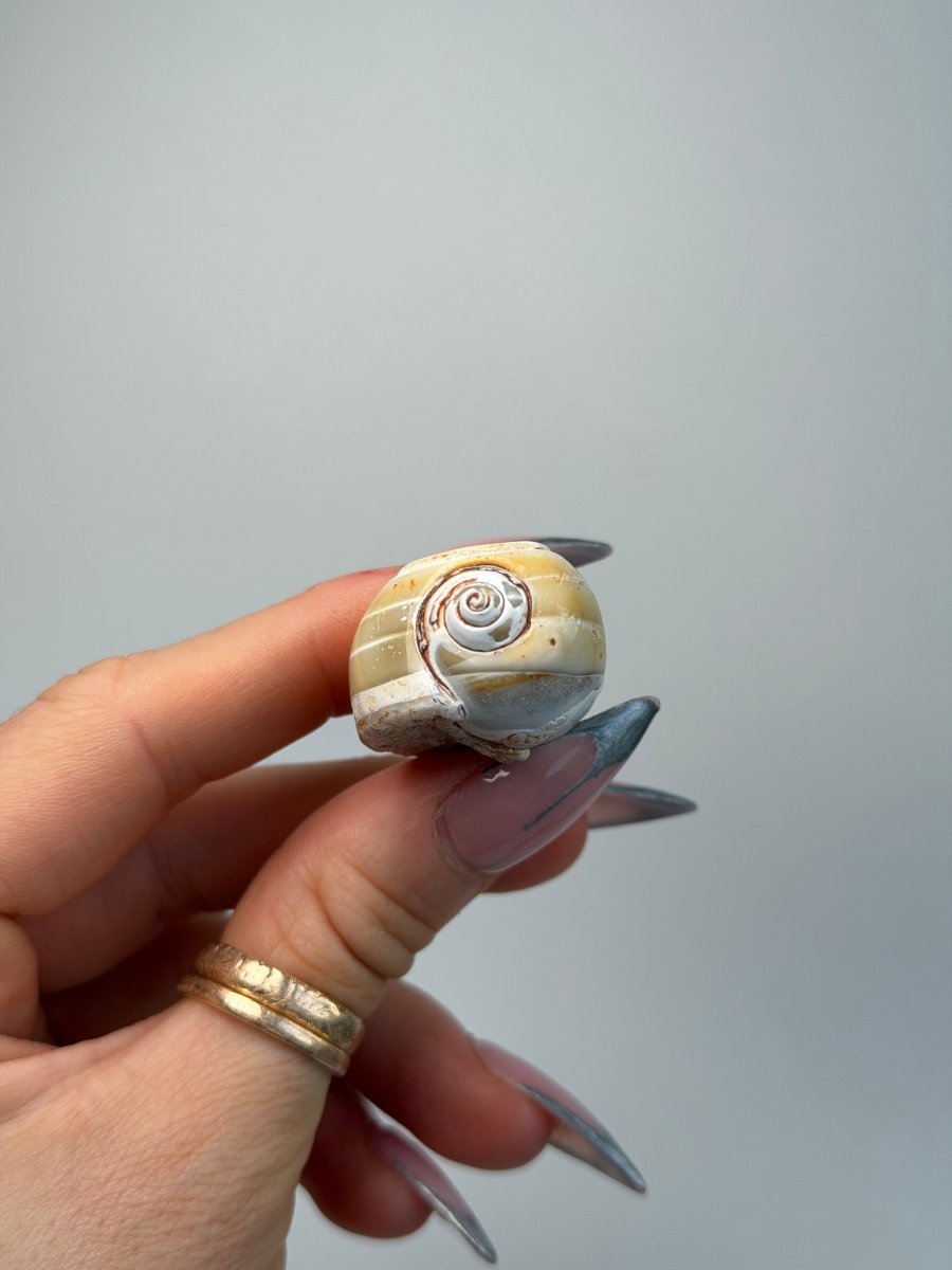 Fossilised Druzy Gastropod Shell, India, H FossilsIndia - Haus of Moss + Moon