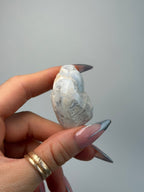 Fossilised Druzy Gastropod Shell, India, I FossilsIndia - Haus of Moss + Moon