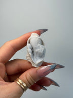 Fossilised Druzy Gastropod Shell, India, I FossilsIndia - Haus of Moss + Moon