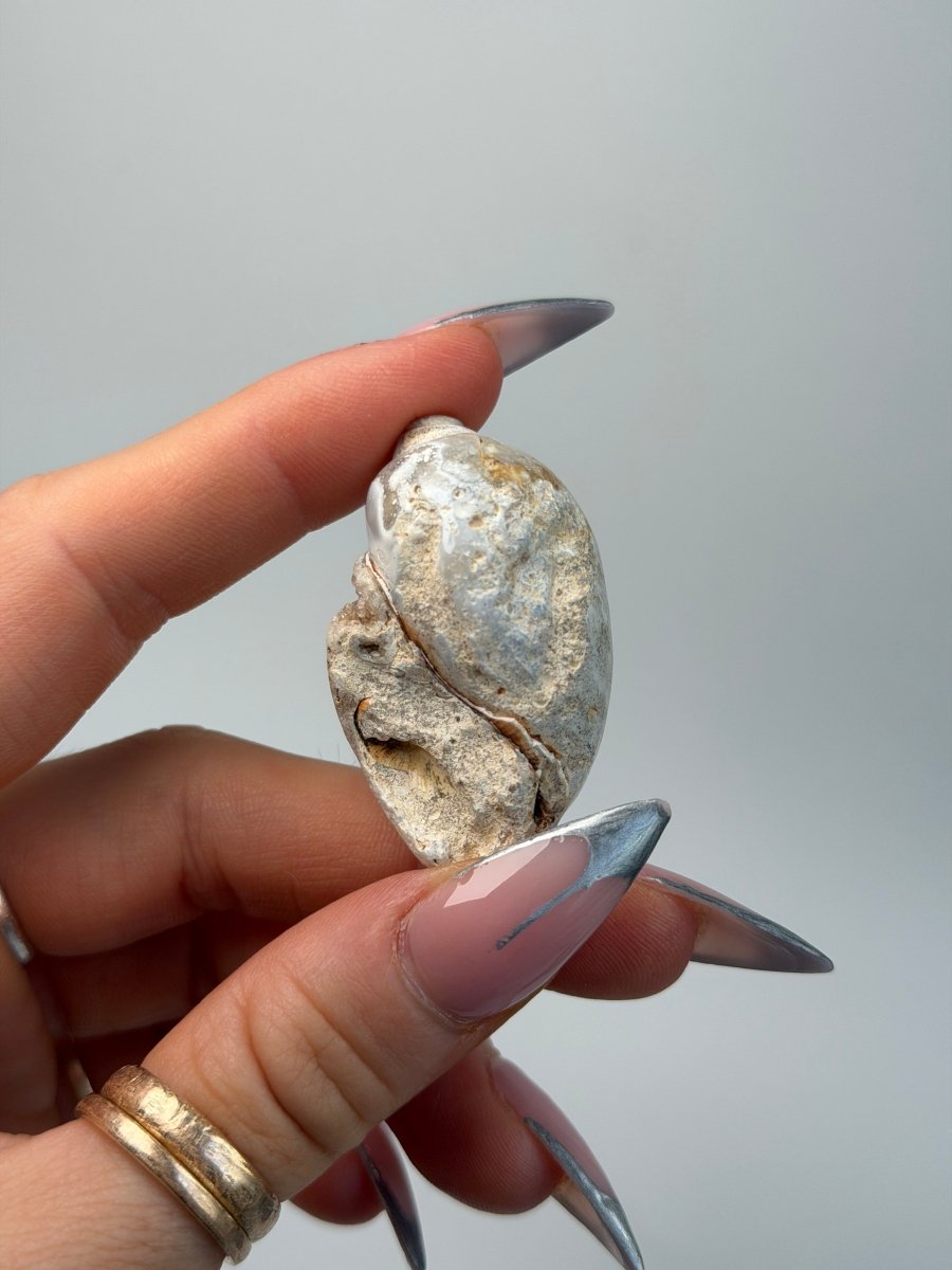 Fossilised Druzy Gastropod Shell, India, J FossilsIndia - Haus of Moss + Moon