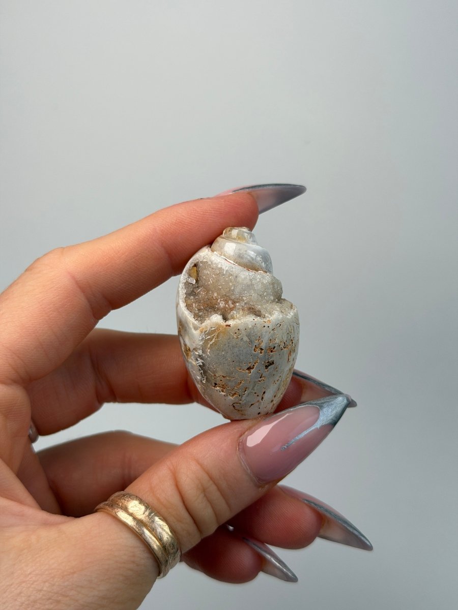 Fossilised Druzy Gastropod Shell, India, J FossilsIndia - Haus of Moss + Moon