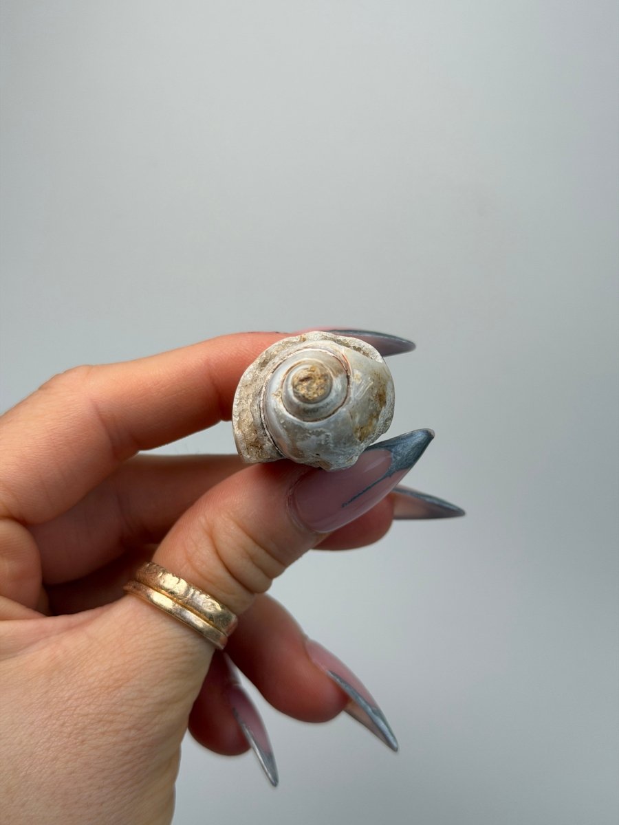 Fossilised Druzy Gastropod Shell, India, J FossilsIndia - Haus of Moss + Moon