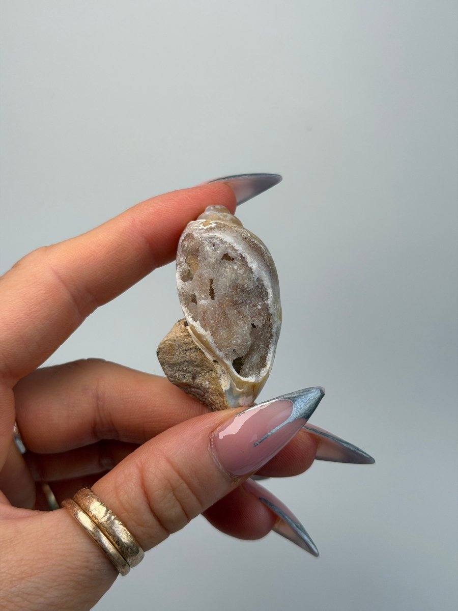 Fossilised Druzy Gastropod Shell, India, K FossilsIndia - Haus of Moss + Moon