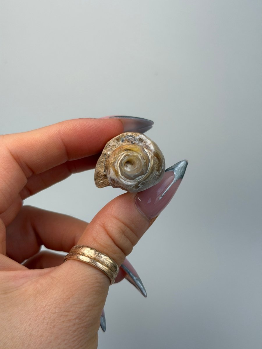 Fossilised Druzy Gastropod Shell, India, K FossilsIndia - Haus of Moss + Moon