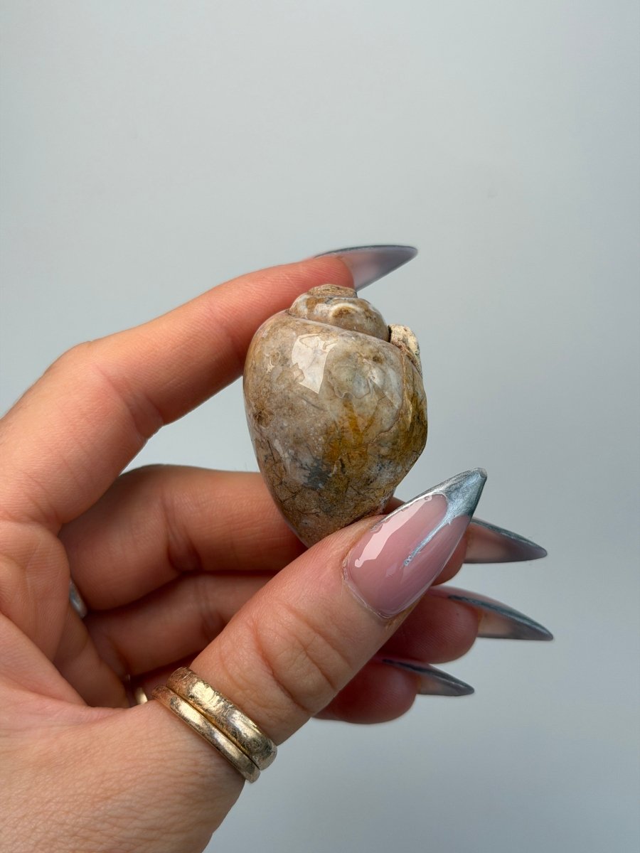 Fossilised Druzy Gastropod Shell, India, L FossilsIndia - Haus of Moss + Moon