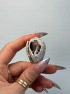 Fossilised Druzy Gastropod Shell, India, L FossilsIndia - Haus of Moss + Moon