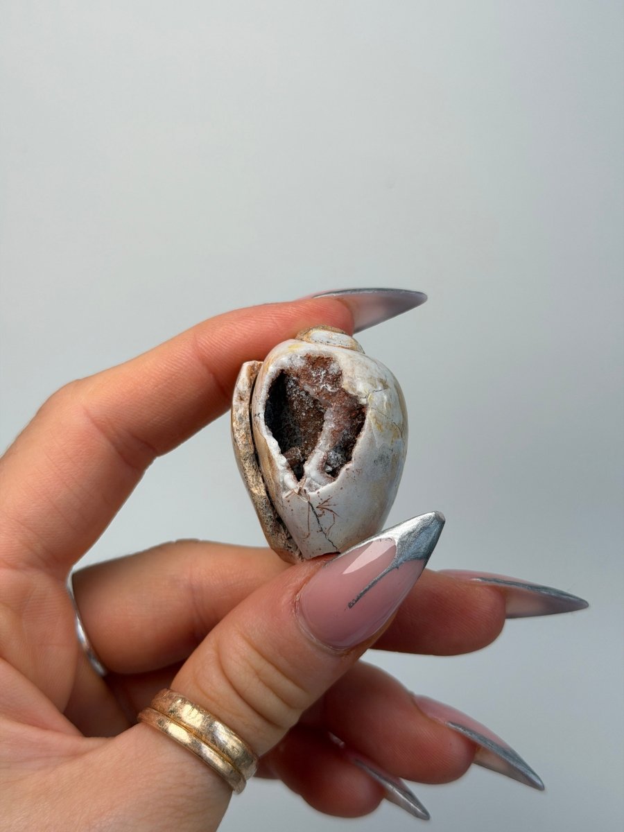 Fossilised Druzy Gastropod Shell, India, L FossilsIndia - Haus of Moss + Moon