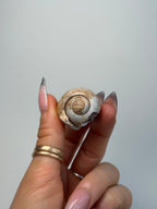 Fossilised Druzy Gastropod Shell, India, L FossilsIndia - Haus of Moss + Moon