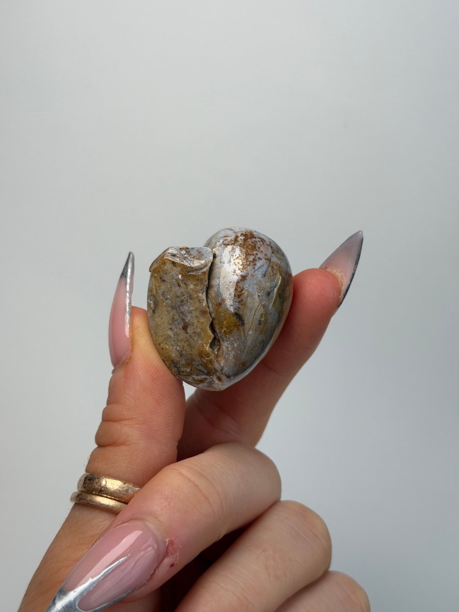 Fossilised Druzy Gastropod Shell, India, M FossilsIndia - Haus of Moss + Moon