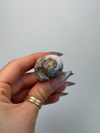 Fossilised Druzy Gastropod Shell, India, M FossilsIndia - Haus of Moss + Moon