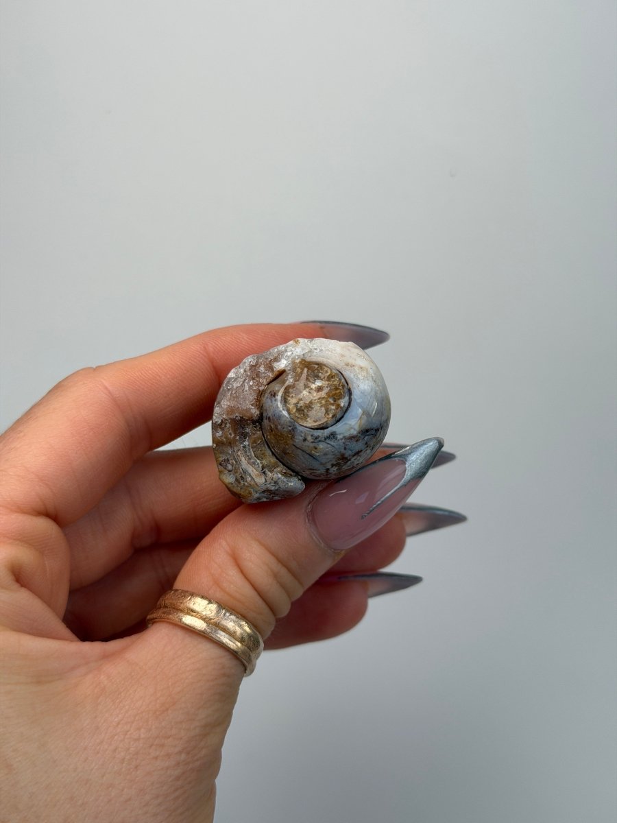 Fossilised Druzy Gastropod Shell, India, M FossilsIndia - Haus of Moss + Moon