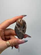 Fossilised Druzy Gastropod Shell, India, N FossilsIndia - Haus of Moss + Moon