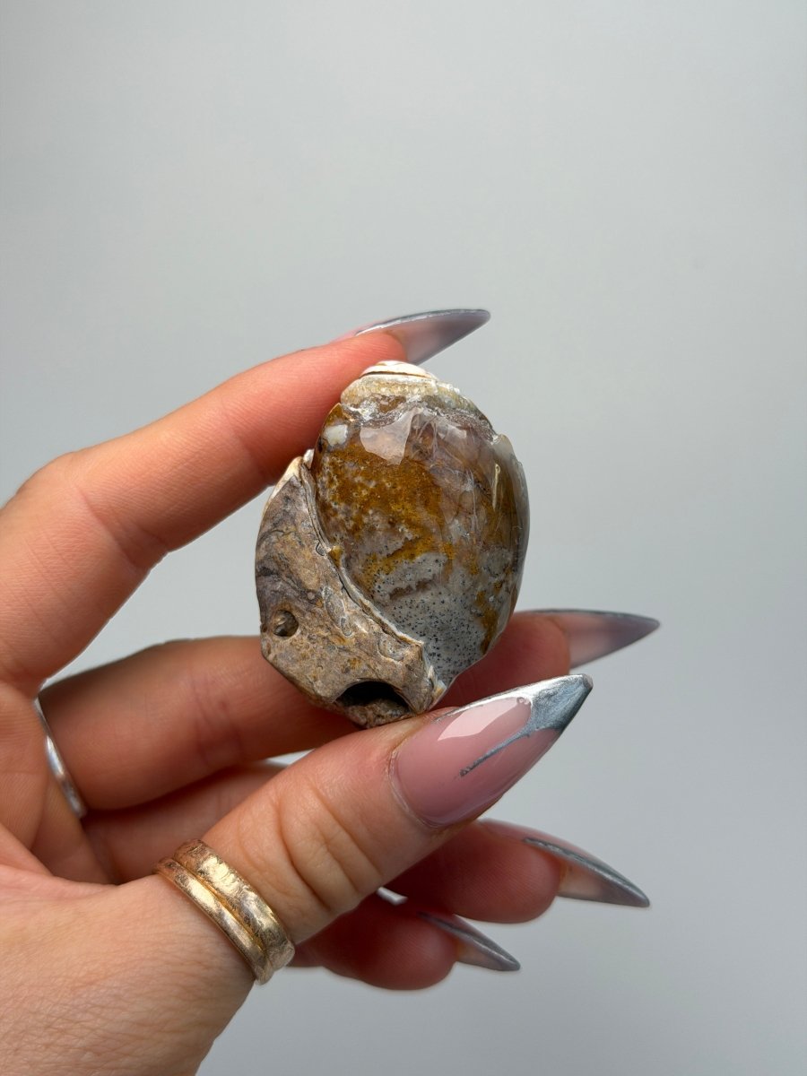 Fossilised Druzy Gastropod Shell, India, O FossilsIndia - Haus of Moss + Moon