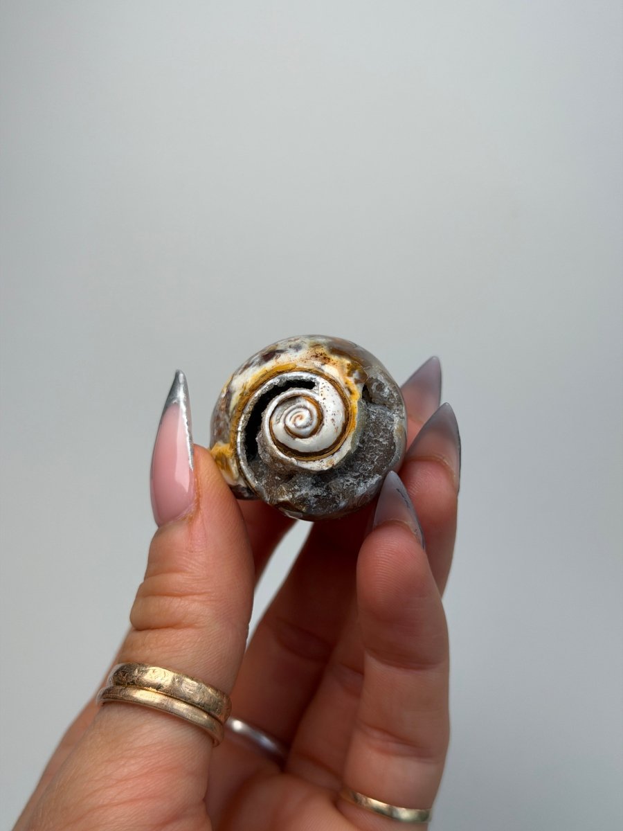 Fossilised Druzy Gastropod Shell, India, O FossilsIndia - Haus of Moss + Moon