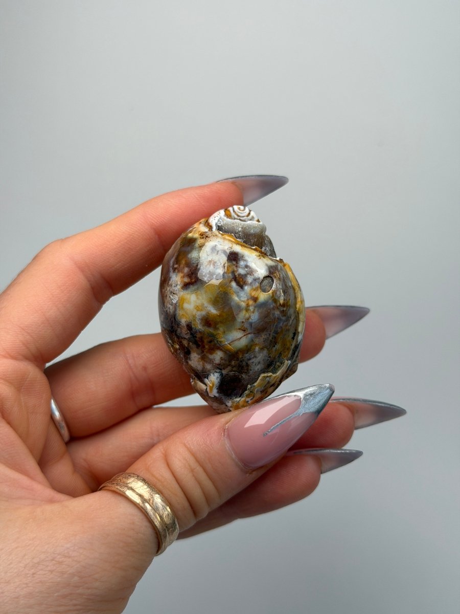 Fossilised Druzy Gastropod Shell, India, O FossilsIndia - Haus of Moss + Moon