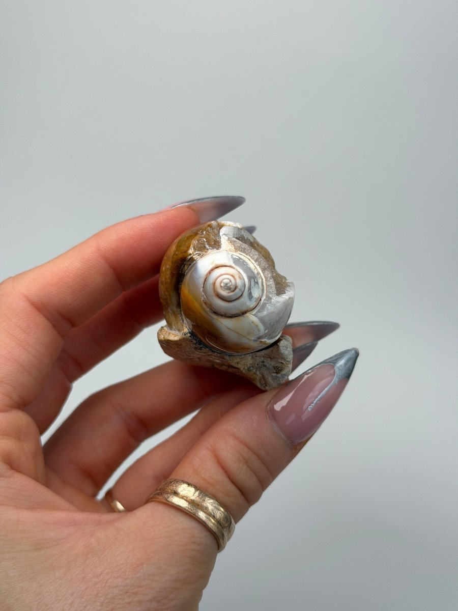 Fossilised Druzy Gastropod Shell, India, P FossilsIndia - Haus of Moss + Moon