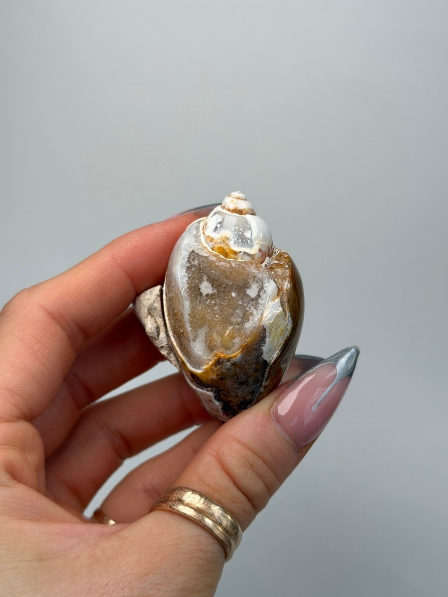 Fossilised Druzy Gastropod Shell, India, P FossilsIndia - Haus of Moss + Moon