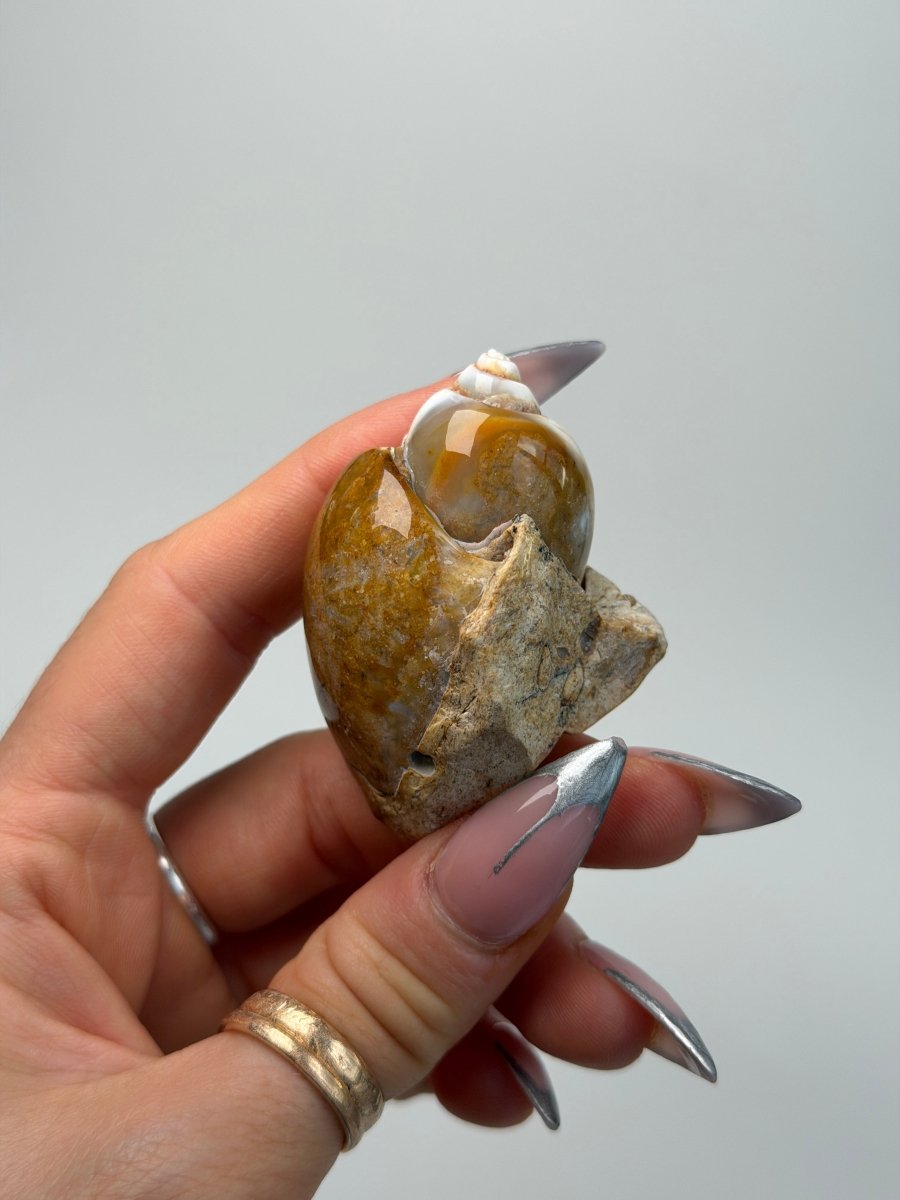 Fossilised Druzy Gastropod Shell, India, P FossilsIndia - Haus of Moss + Moon