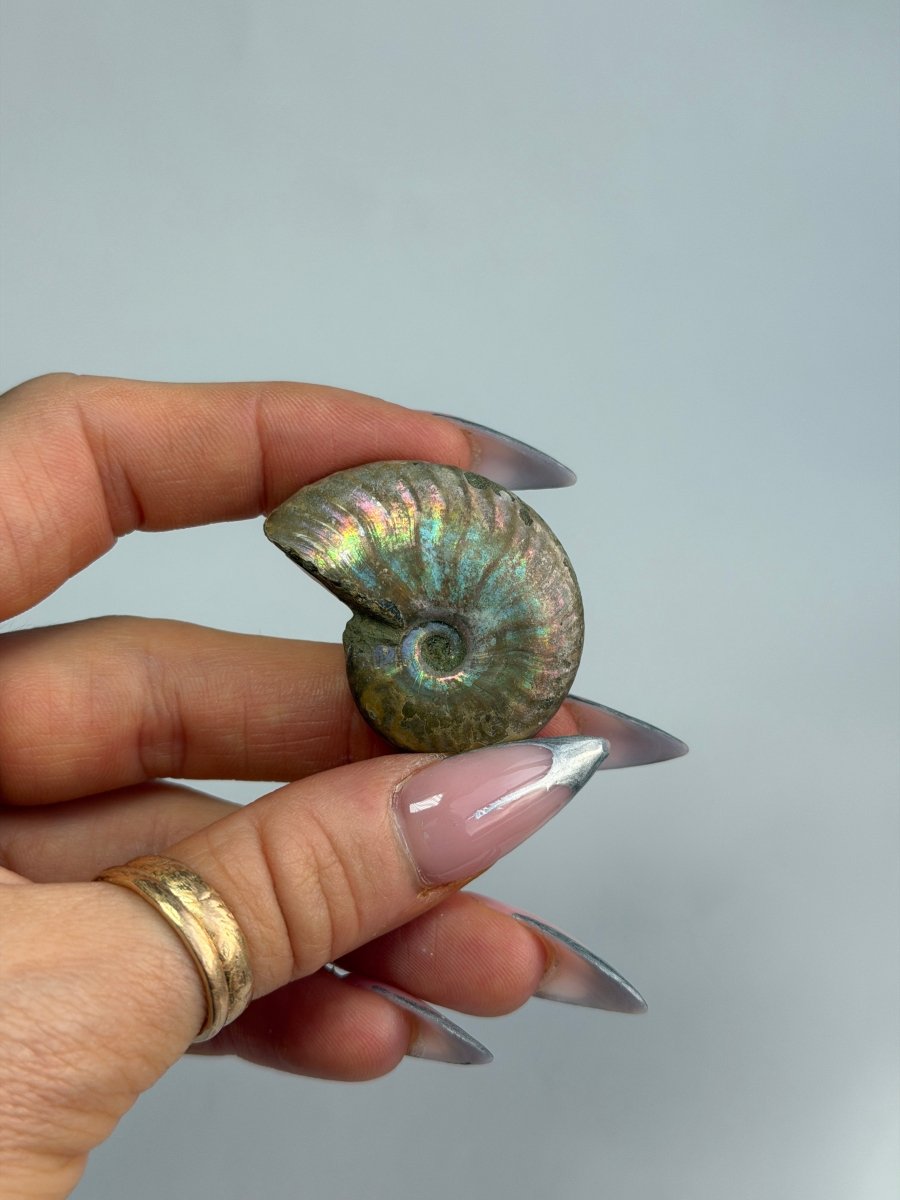 Iridescent Ammonite Fossil, Madagascar, A FossilsMadagascar - Haus of Moss + Moon