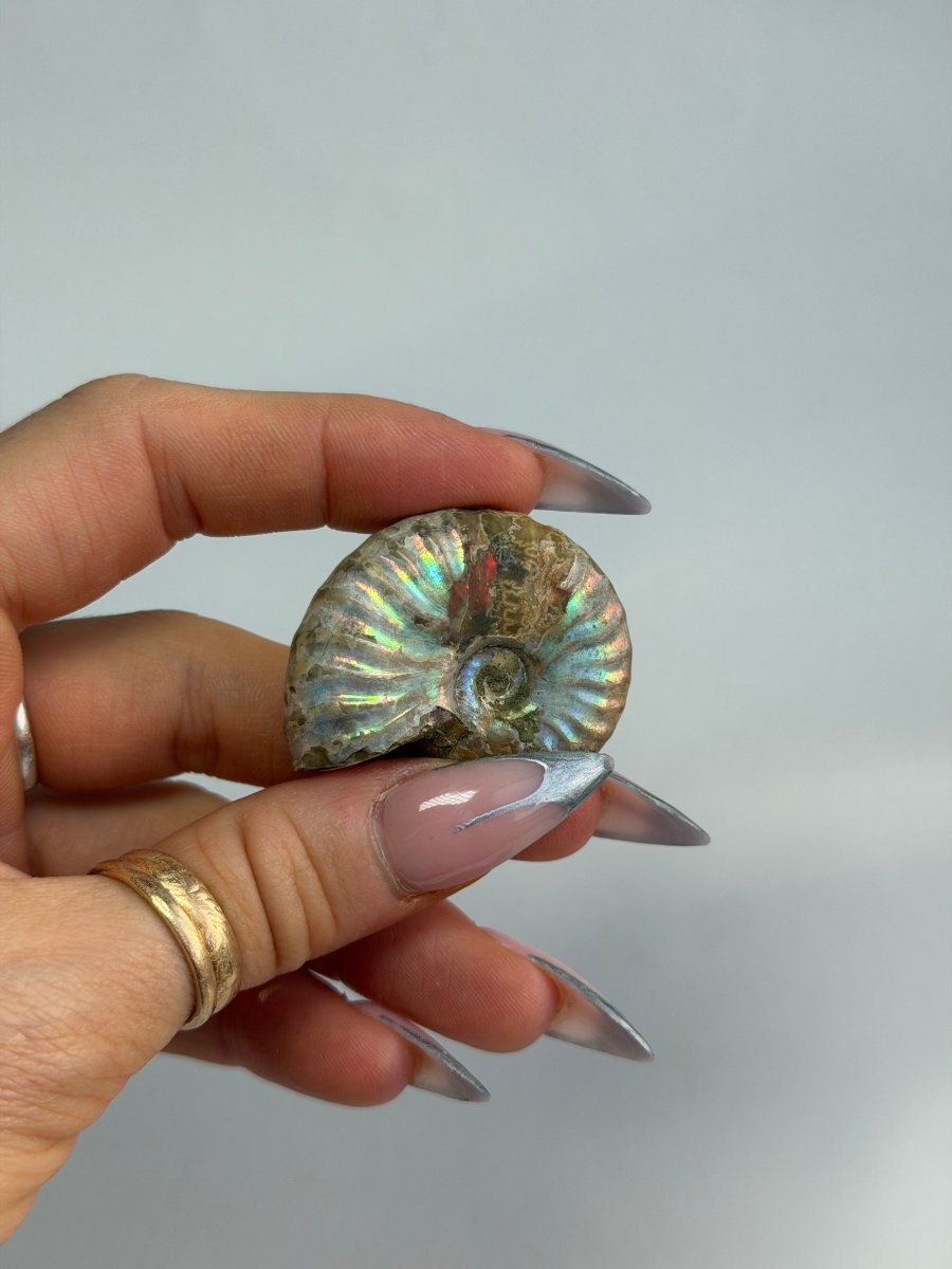 Iridescent Ammonite Fossil, Madagascar, C FossilsMadagascar - Haus of Moss + Moon