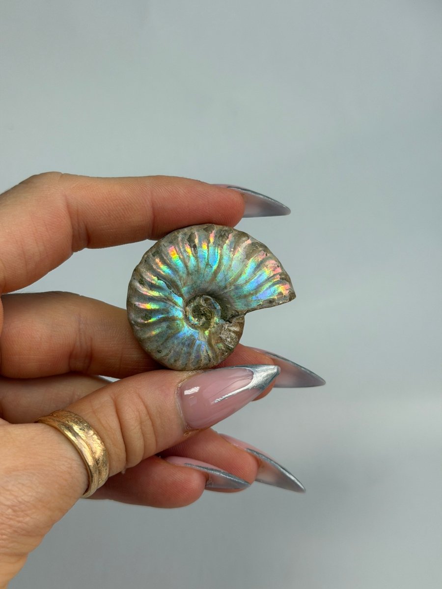 Iridescent Ammonite Fossil, Madagascar, C FossilsMadagascar - Haus of Moss + Moon