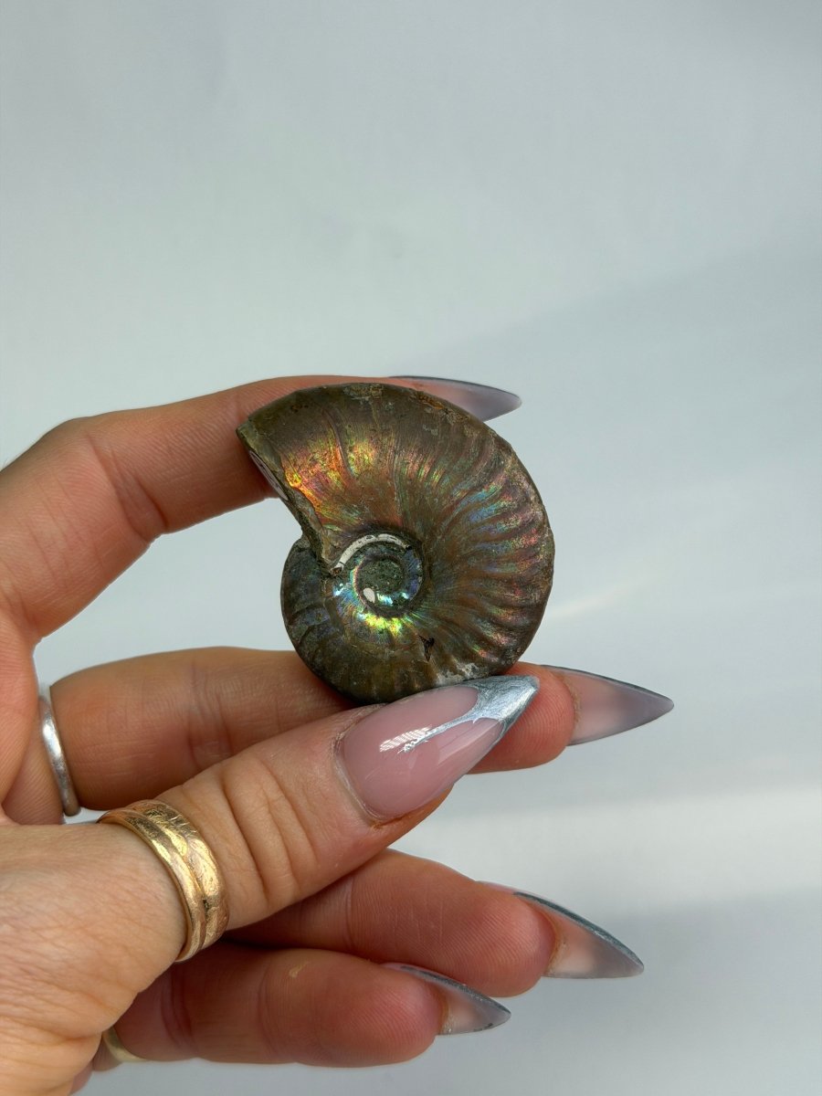 Iridescent Ammonite Fossil, Madagascar, D FossilsMadagascar - Haus of Moss + Moon