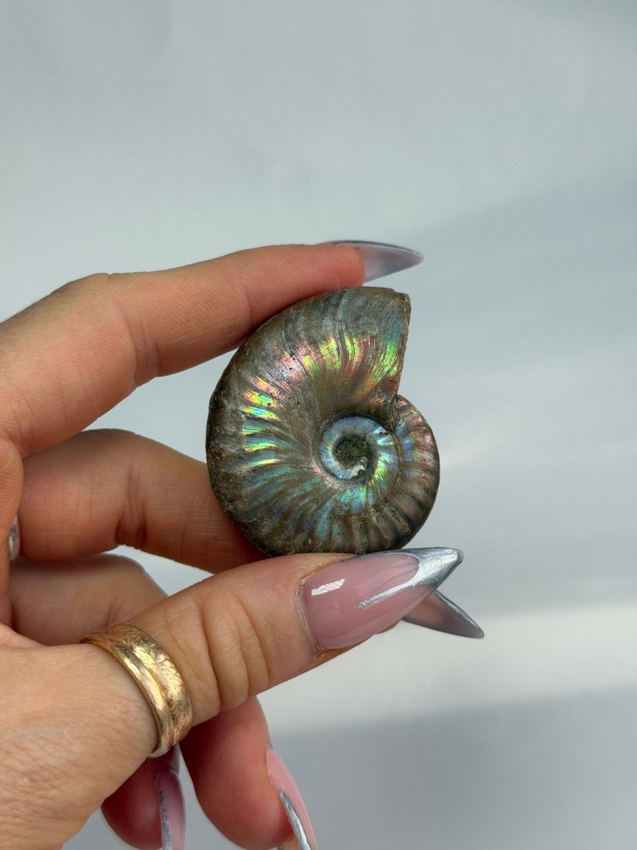 Iridescent Ammonite Fossil, Madagascar, D FossilsMadagascar - Haus of Moss + Moon