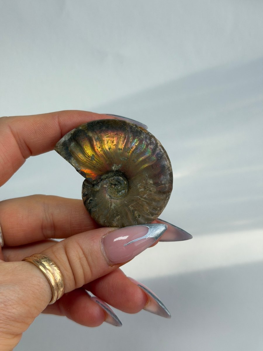 Iridescent Ammonite Fossil, Madagascar, E FossilsMadagascar - Haus of Moss + Moon