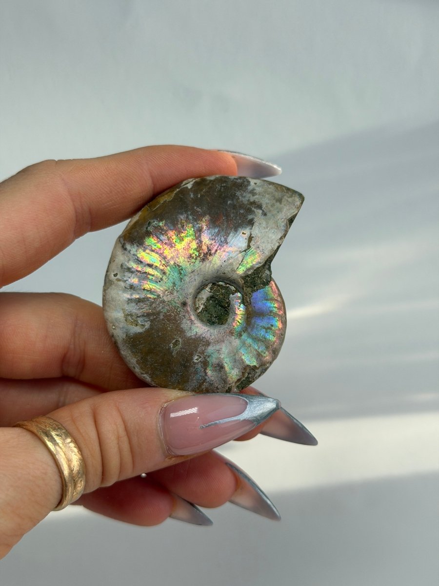 Iridescent Ammonite Fossil, Madagascar, F FossilsMadagascar - Haus of Moss + Moon