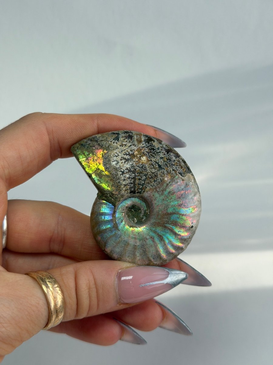 Iridescent Ammonite Fossil, Madagascar, F FossilsMadagascar - Haus of Moss + Moon
