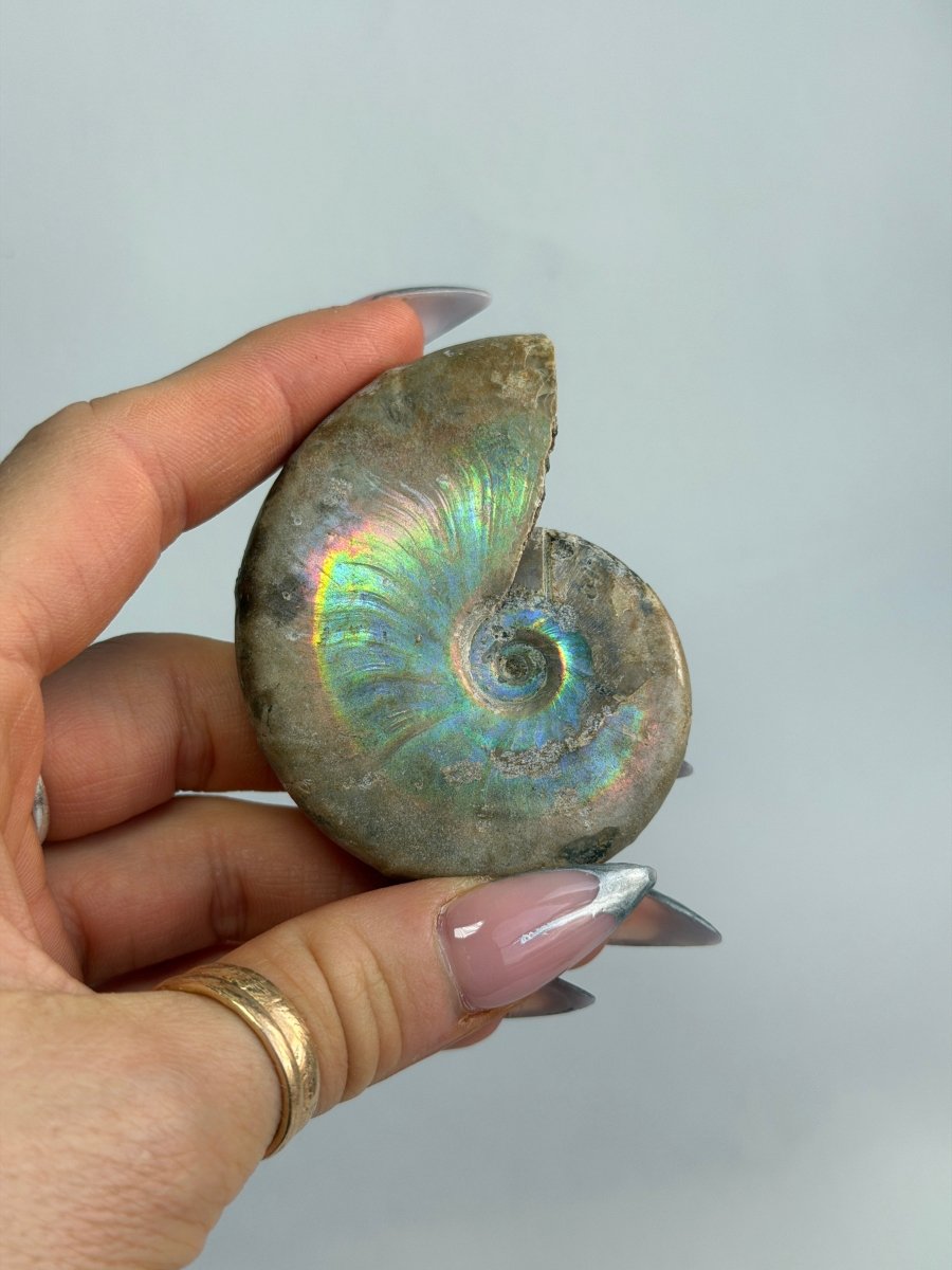 Iridescent Ammonite Fossil, Madagascar, G FossilsMadagascar - Haus of Moss + Moon