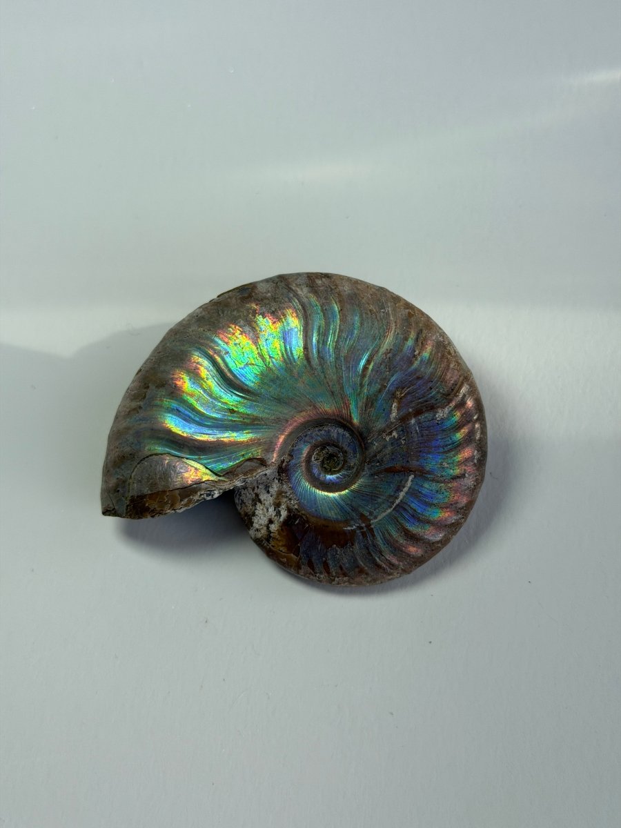 Iridescent Ammonite Fossil, Madagascar, H FossilsMadagascar - Haus of Moss + Moon