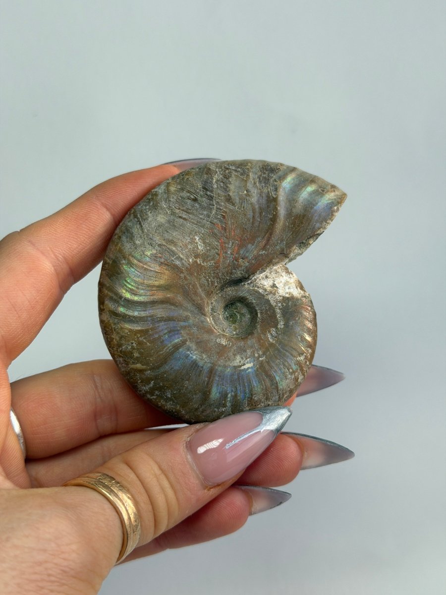 Iridescent Ammonite Fossil, Madagascar, H FossilsMadagascar - Haus of Moss + Moon