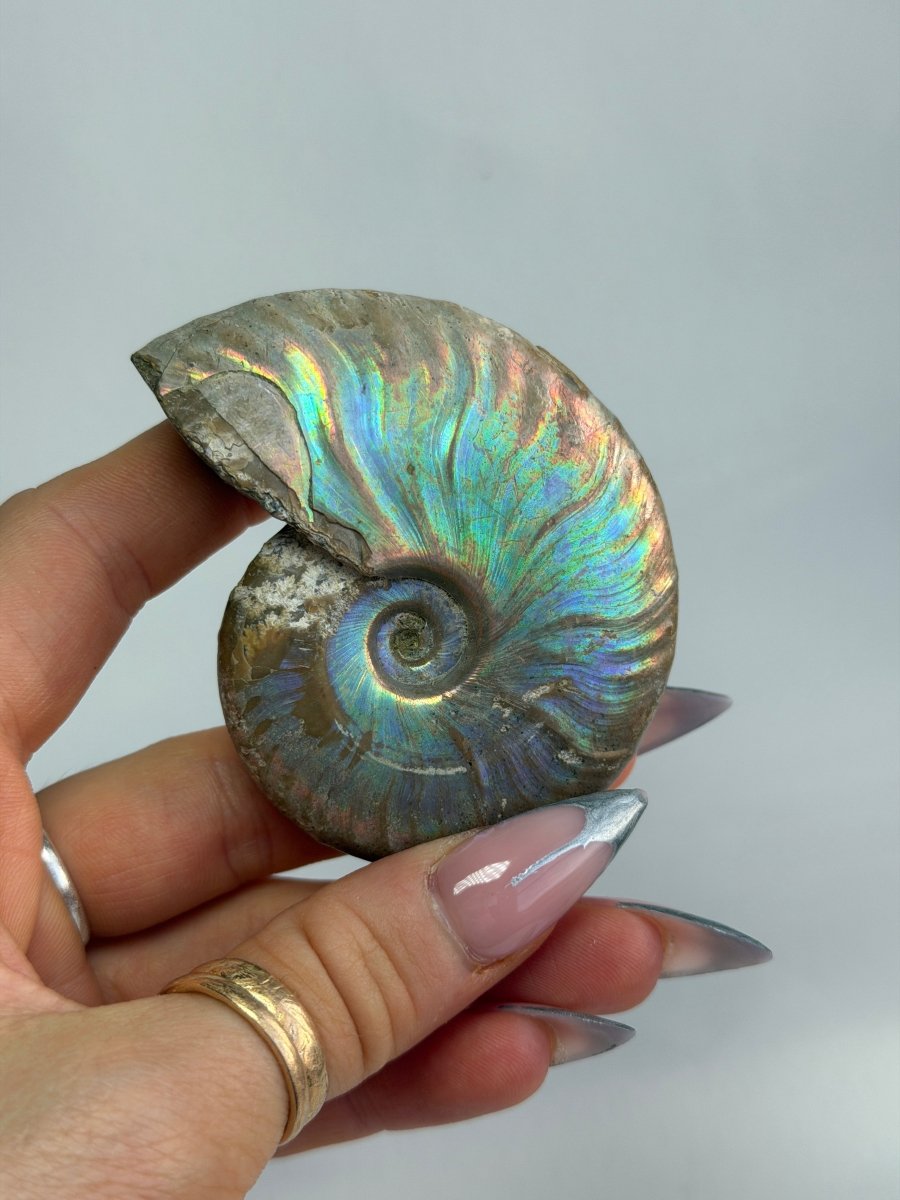 Iridescent Ammonite Fossil, Madagascar, H FossilsMadagascar - Haus of Moss + Moon
