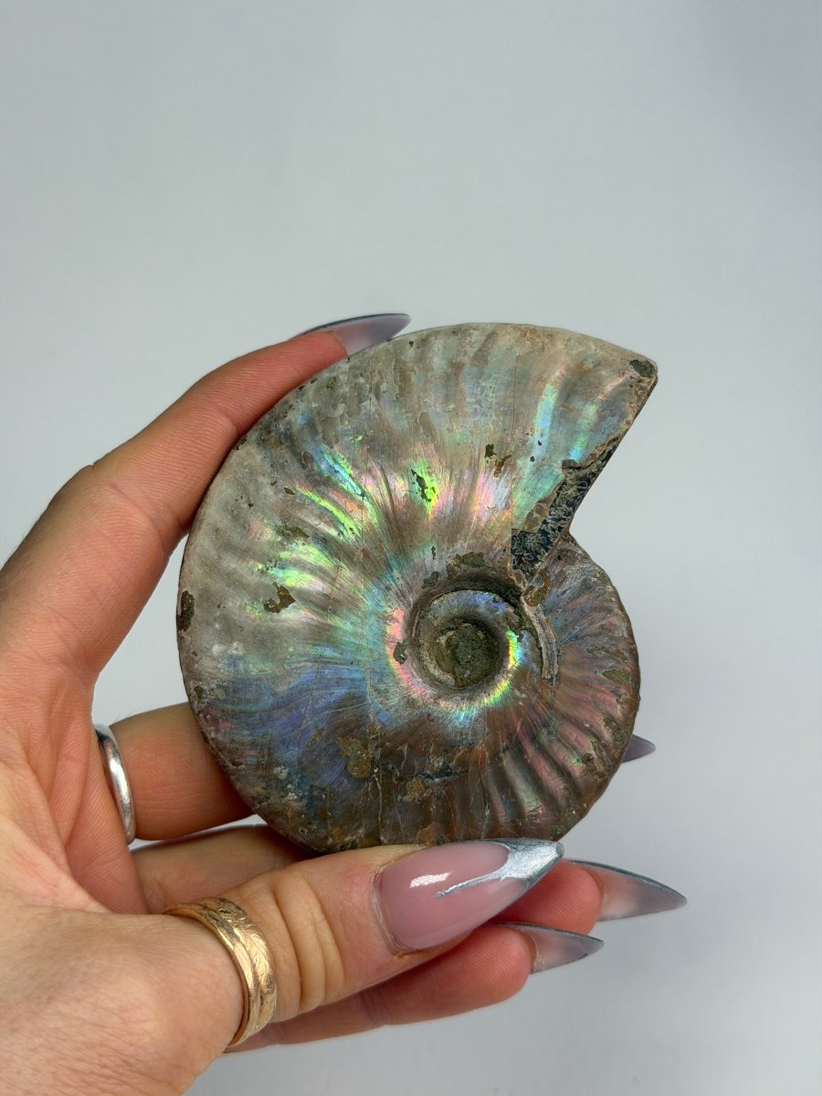 Iridescent Ammonite Fossil, Madagascar, I FossilsMadagascar - Haus of Moss + Moon