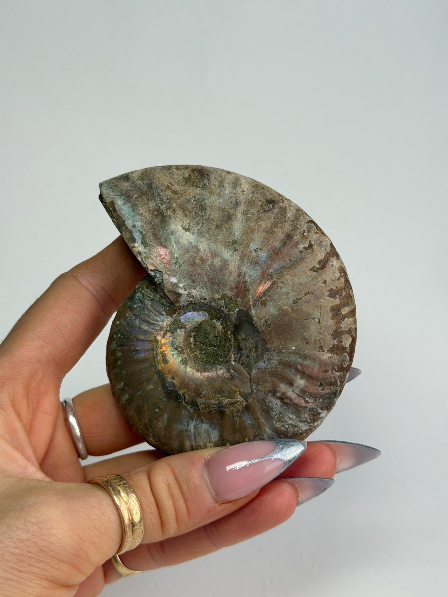 Iridescent Ammonite Fossil, Madagascar, I FossilsMadagascar - Haus of Moss + Moon