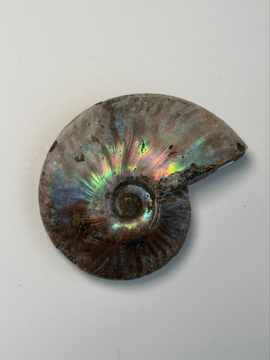 Iridescent Ammonite Fossil, Madagascar, I FossilsMadagascar - Haus of Moss + Moon