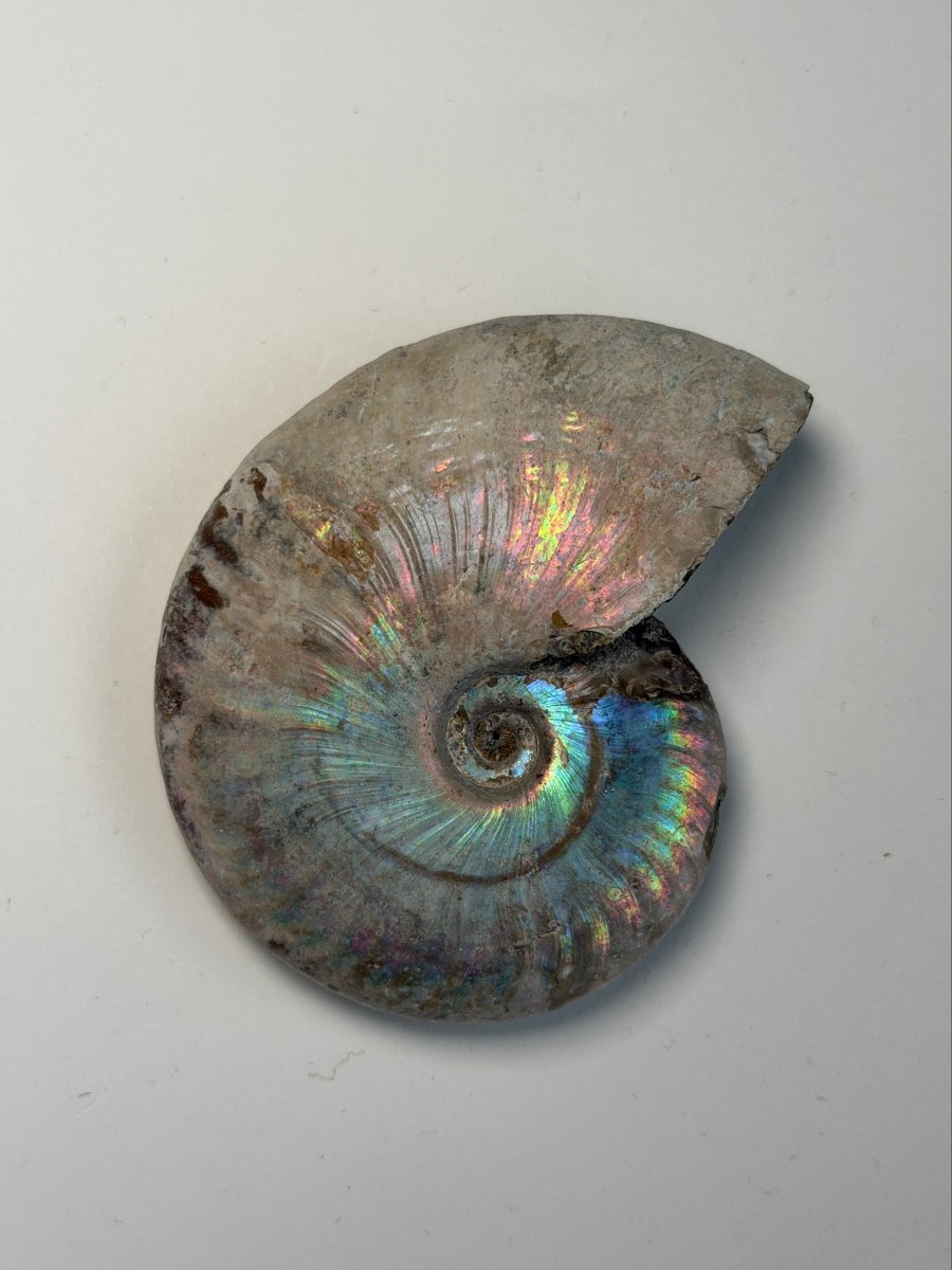 Iridescent Ammonite Fossil, Madagascar, J FossilsMadagascar - Haus of Moss + Moon