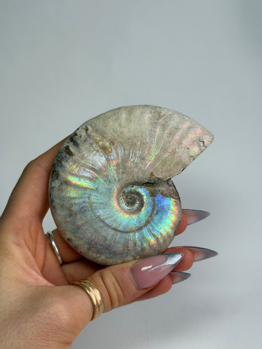 Iridescent Ammonite Fossil, Madagascar, J FossilsMadagascar - Haus of Moss + Moon
