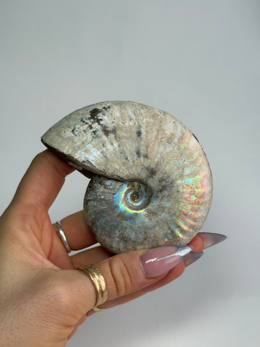 Iridescent Ammonite Fossil, Madagascar, J FossilsMadagascar - Haus of Moss + Moon