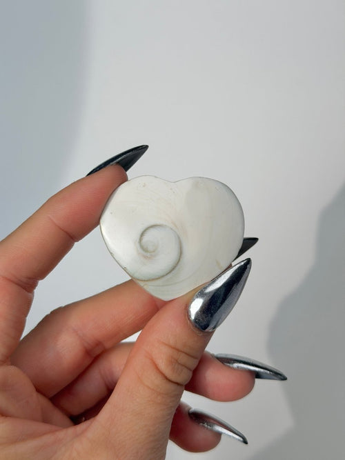 Shiva Shell Heart FossilsMadagascar- Haus of Moss and Moon