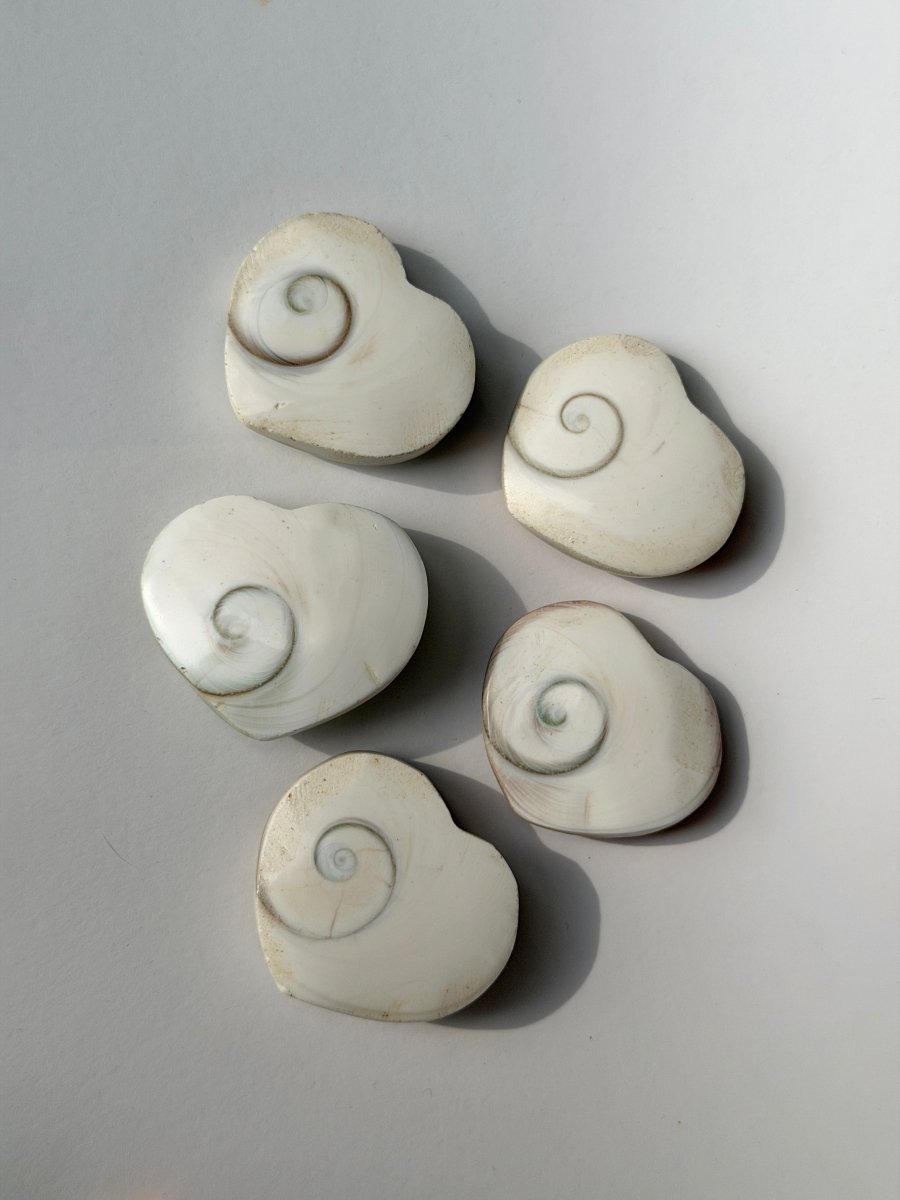 Shiva Shell Heart FossilsMadagascar- Haus of Moss and Moon