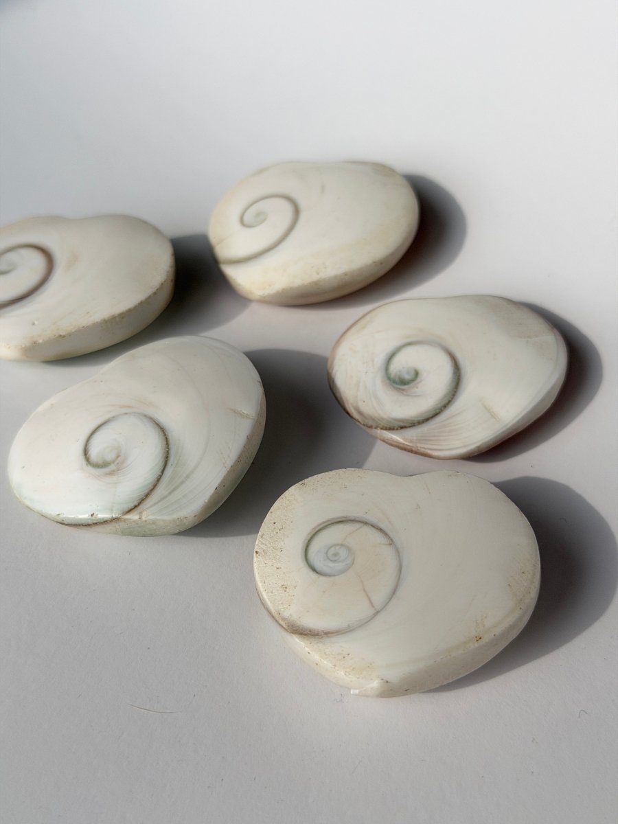 Shiva Shell Heart FossilsMadagascar- Haus of Moss and Moon