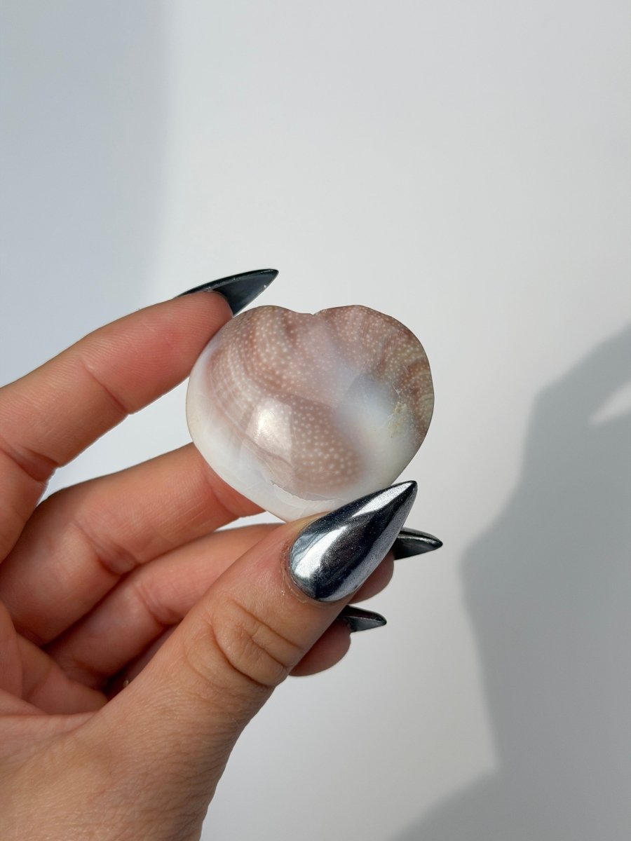 Shiva Shell Heart FossilsMadagascar- Haus of Moss and Moon
